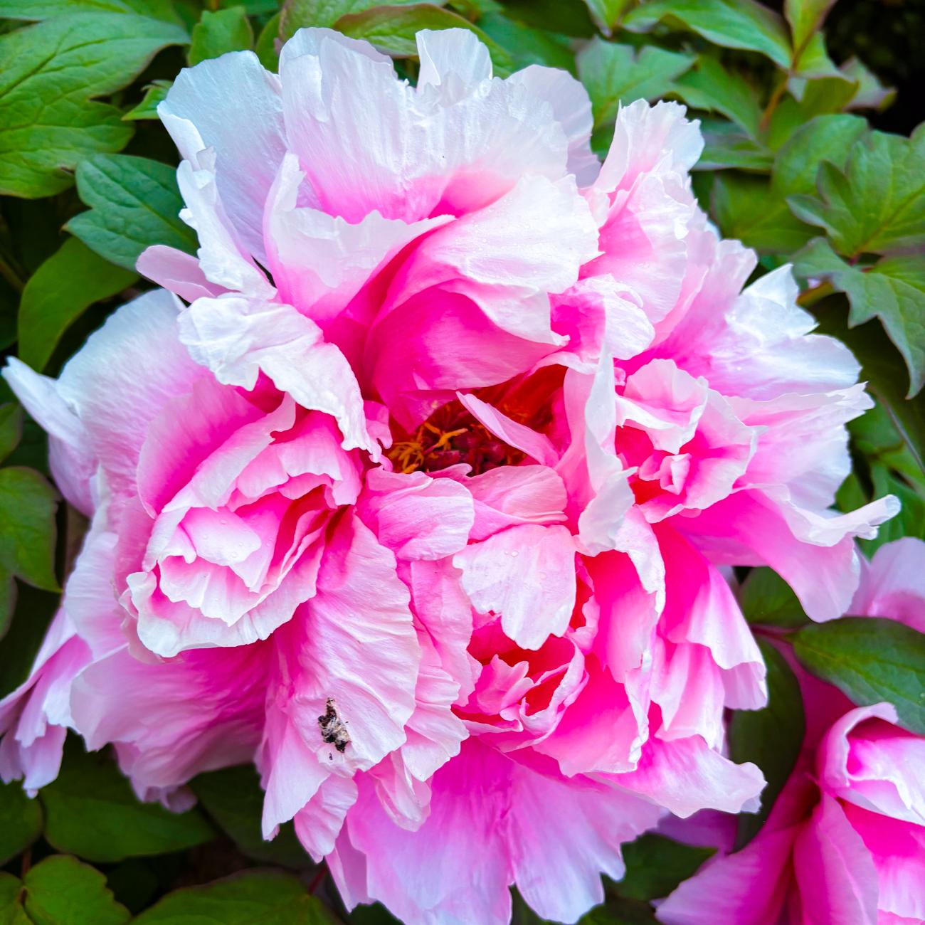 bright pink flowers